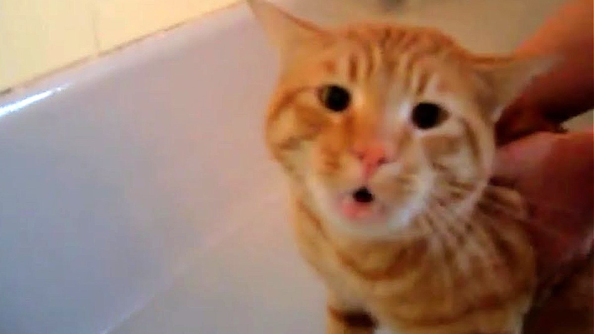 Mačak se svađao s vlasnicom jer ga je htjela okupati